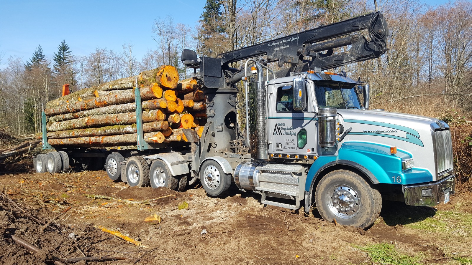 tree removal contractor in skagit