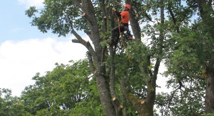Danger Tree Removal