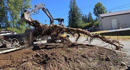 Stump Removal