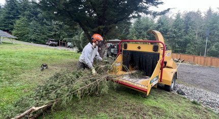 Tree Chipping