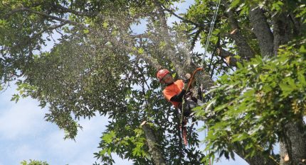 tree removal service